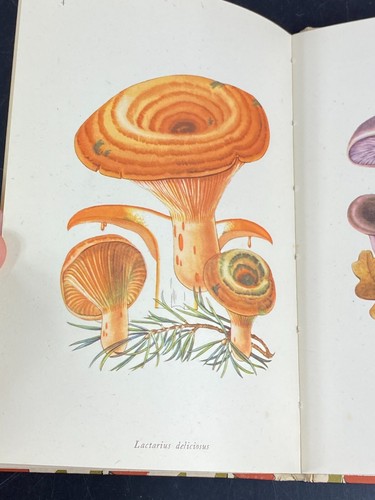 Edible Fungi by John Ramsbottom Published by King Penguin 1948 - Picture 13 of 20