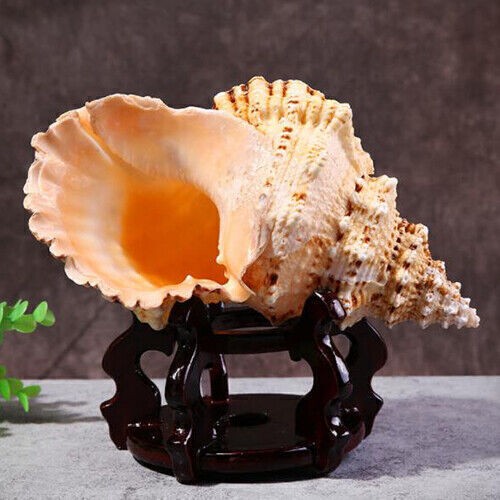 Natural Rubeta Conch Shell Sea Snail Gift Home Fish Tank Ornament 22-23cm - Picture 6 of 11