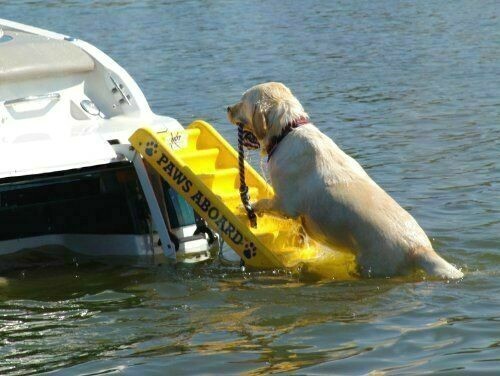 pet pool ramp