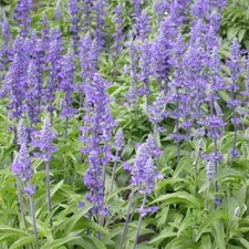 Sage BLUE Salvia Perennial Hummingbirds Butterflies USA Non-GMO 500 Seeds