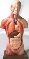  12" 30 cm desktop human body torso anatomical model anatomy 6 pieces New