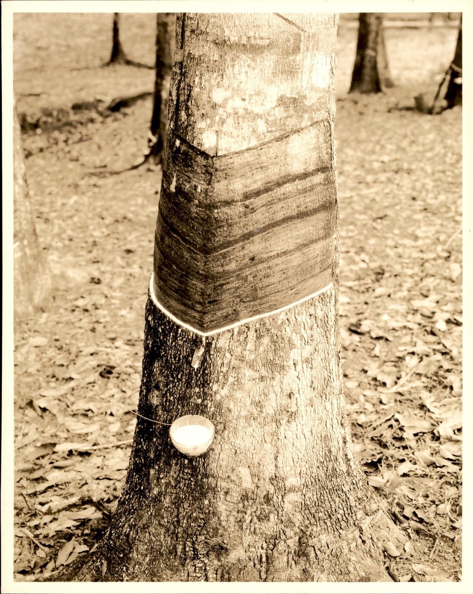GA220 Original Photo RUBBER TREE PLANTATION HARVESTING NATURAL LATEX | eBay