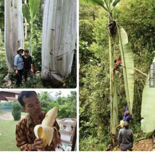 Gigantyczny banan (MUSA INGENS) Tropikalne żywe drzewo owocowe - Zdjęcie 1 z 11