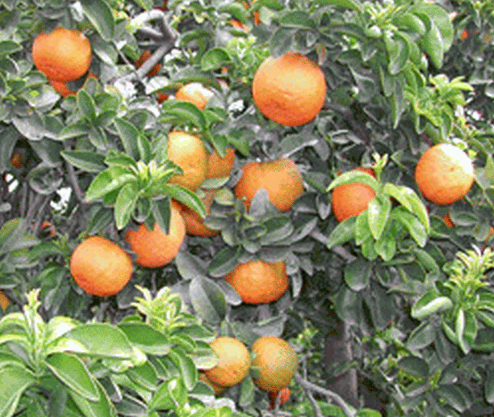 Oranger amer bigaradier de récolte fraîche sélection pour confiture fine