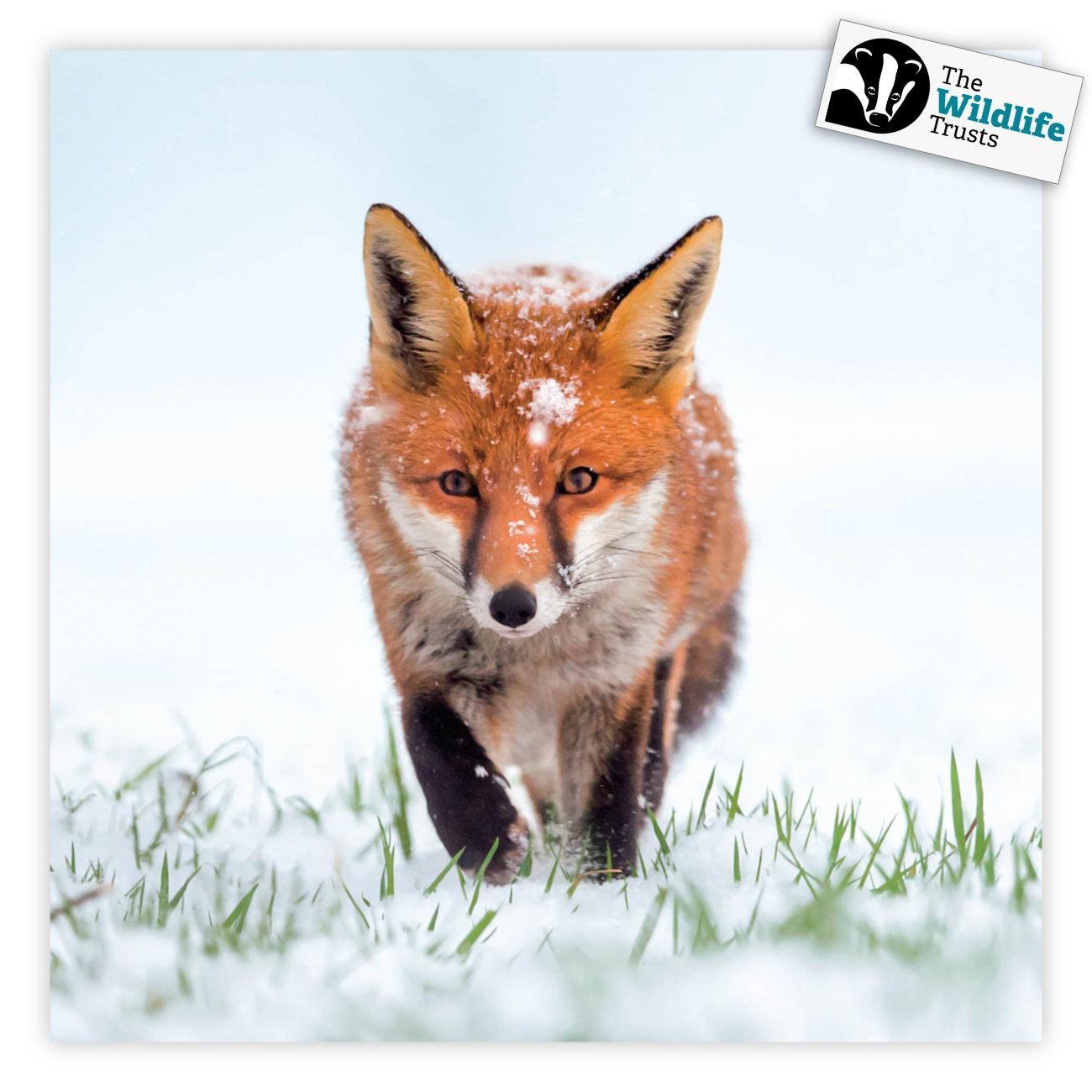 Red Fox The Wildlife Trusts 8 Charity Christmas Cards Eco Friendly FSC Recycled