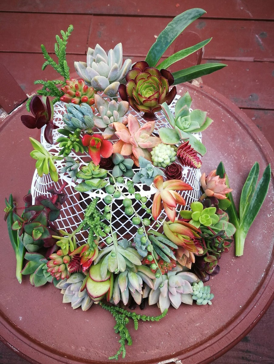 artificial large succulents Handcrafted Faux Mix Succulents In Bowl 13