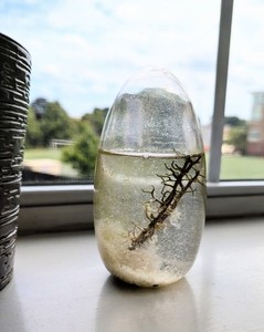 1st Gen ECOSPHERE Closed Aquatic Opae System Tree Branches Paperweight Art Decor