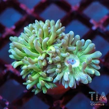 Aussie Neon Green Duncan - NOT WYSIWG | Live LPS Coral | Aquacultured