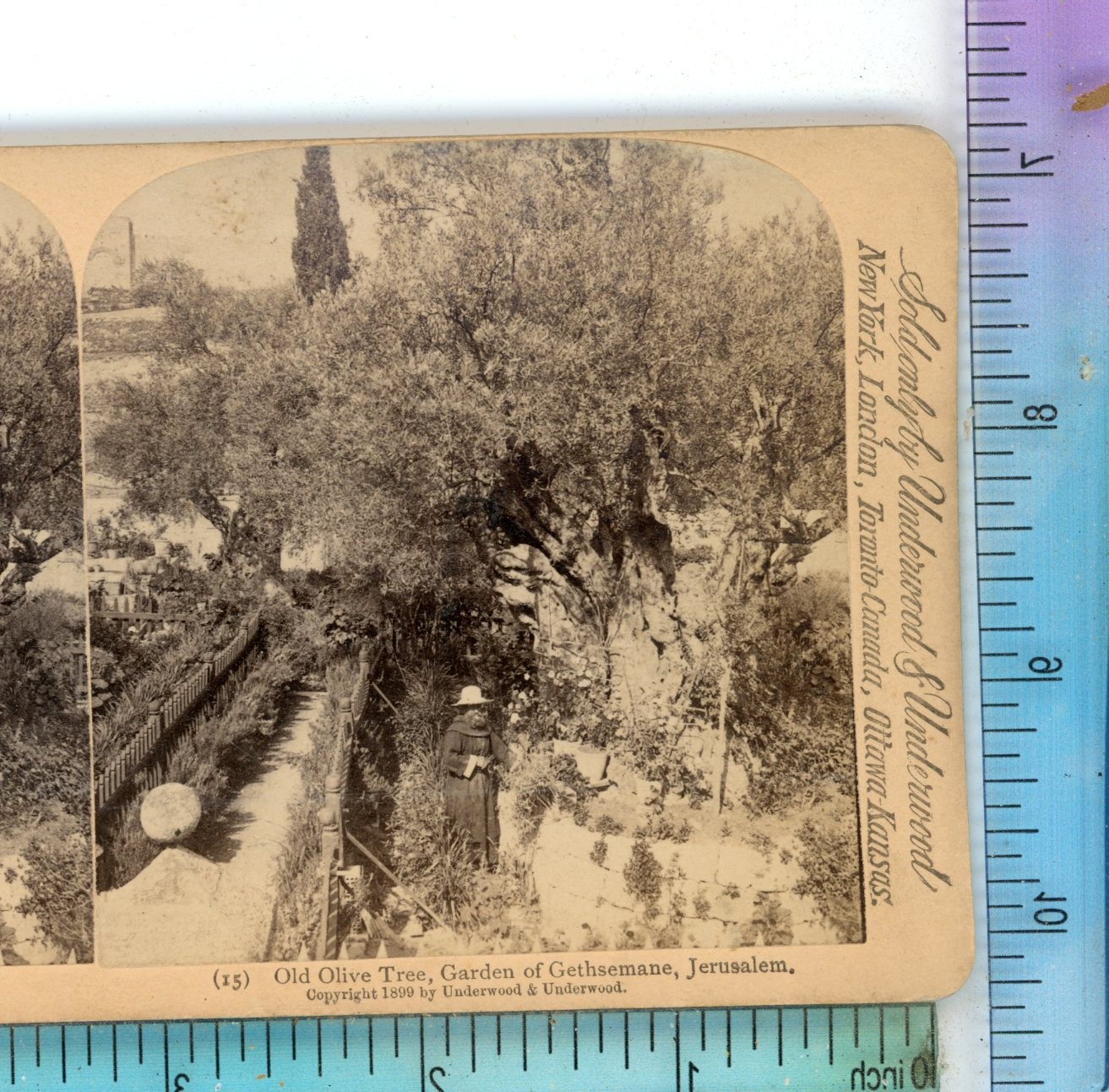Old Olive Tree Garden of Gethsemane Jerusalem Palestine Underwood Stereoview