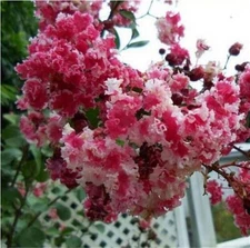 20 SEEDS for Red & White CRAPE MYRTLE rare flower exotic tree plant USA Seller