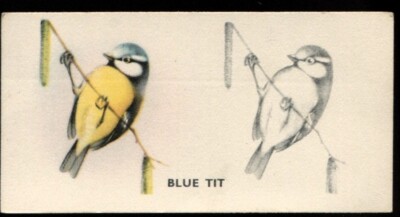 Tabakkarte, Godfrey Phillips, VOGELMALEREI, 1938, Blaumeise, #16