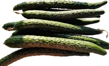 20+ Chinese cucumber seeds (2023), Crisp&tender脆嫩带刺黄瓜 Non GMO, US Free Shipping!