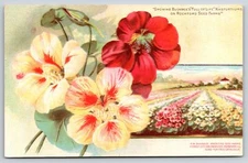 Rockford Illinois~Forest City Greenhouses~Buckbee's Nasturtiums~c1910 PC