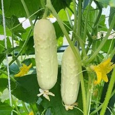 WHITE WONDER CUCUMBER SEEDS --- HEIRLOOM -- ORGANIC -- NON GMO ------------ RARE