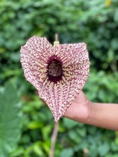 Jamaican Duck Flower Detox