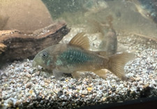 6 Bronze Corydoras Catfish Group of Six Cory Cats UNSEXED US Bred