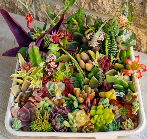 SUCCULENTS Cuttings Echeveria Sedum Senecio Collectors Colour Variety Mix Pack - Picture 7 of 8