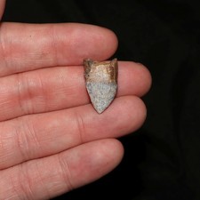 Rooted Suchus Crocodile Reptile Tooth Dino Age Hell Creek Formation - Cretaceous