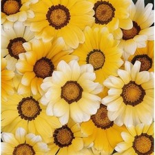 30 + Gazania Orange Crème Semences Florales/Sécheresse Tolérant/Reseeding