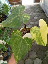 Real Picture Anthurium Sweet Love Variegated Rare Plant