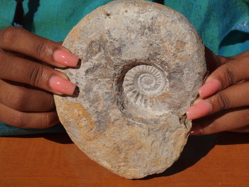 Ammonite Fossil Sea Shell Morocco Cambrian Period 485 Million Years Old 