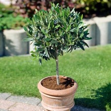 Olive Tree Olea Europea | Hardy, Evergreen Potted Tree in 19 Cm pot