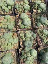 2PCS LW Succulent Cactus Plant home potted Garden decoration Cactus selfroot 5CM