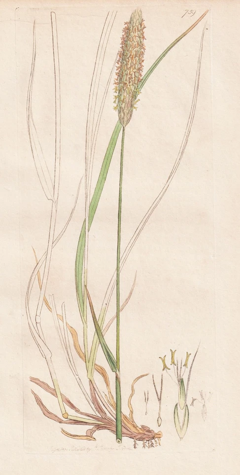 Alopecurus pratensis Gräser grass botany Botanik Kupferstich Sowerby Smith 1800 - Bild 1 von 1