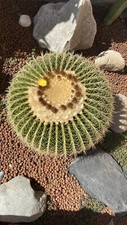 20 semi  di Echinocactus grusonii ,cuscino della suocera ,seeds cactus