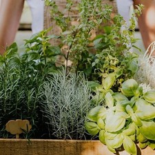 Herb Plants in 14cm Pots - Fresh Culinary Herbs for