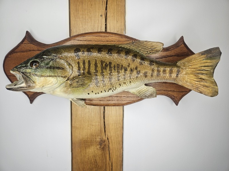Smallmouth Bass Freshwater Taxidermy Real Skin Mount 17 Inch On Solid Oak Plaque