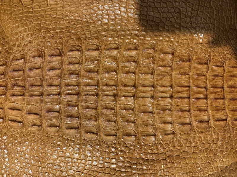 Genuine Wild Alligator Hornback Professionally Tanned