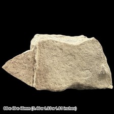 Rare Clematocrinus Crinoid Fossil Charmouth Dorset UK Lower Jurassic