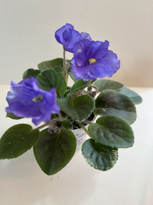 Cajun’s Bridal Show SPORT, African Violet Plant, Variegated Standard  !!