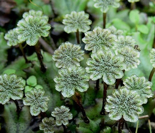 Ultra RARE ! Museum complete silurian unknown oldest Rosette land plant fossil ! - Image 4 of 4