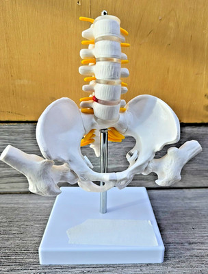 Menschliches Beckenskelett anatomisches Modell mit Lendenwirbeln mittlere Lendenwirbelsäule