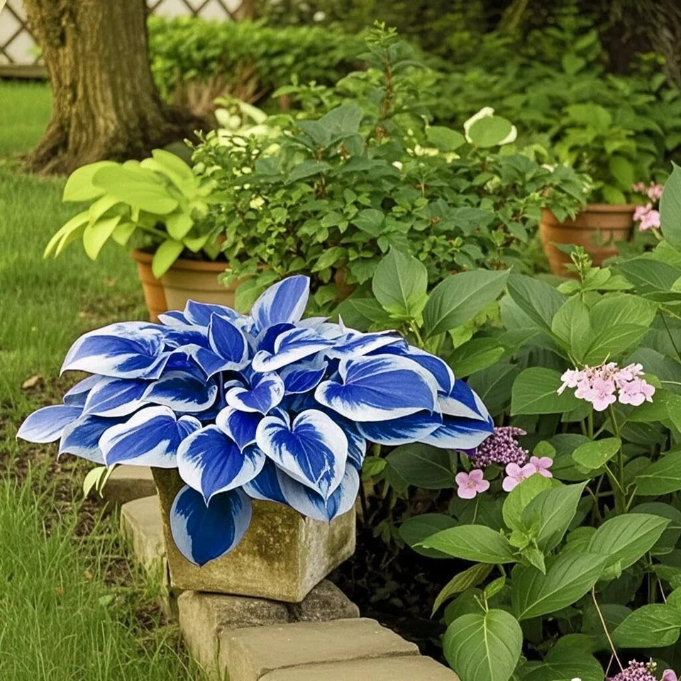 Hosta Seeds Perennial, 200pcs Hosta Plants Bulb Grow Easily Blue White Flower - Image 3 of 4