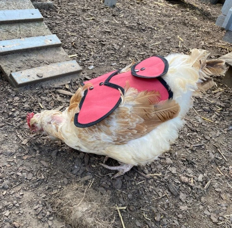 SILLA DE MONTAR DE POLLO | Chaqueta de aves Delantal de gallina Resistente a espolones Impermeable ALA Proteger Foto 4 de 4