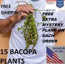 15 Bacopa plants live aquarium plants aquascaping planted tank beginner easy