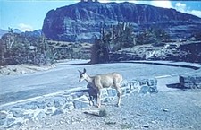 White-Tailed Deer Harvard University Tozier Collection Magic Lantern Glass Slide