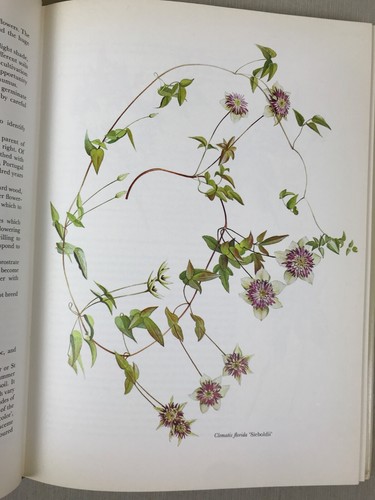 Classic Garden Plants, Will Ingwersen & Charles Stitt, 1975 1st Ed, 350 Illustr. - Picture 7 of 19