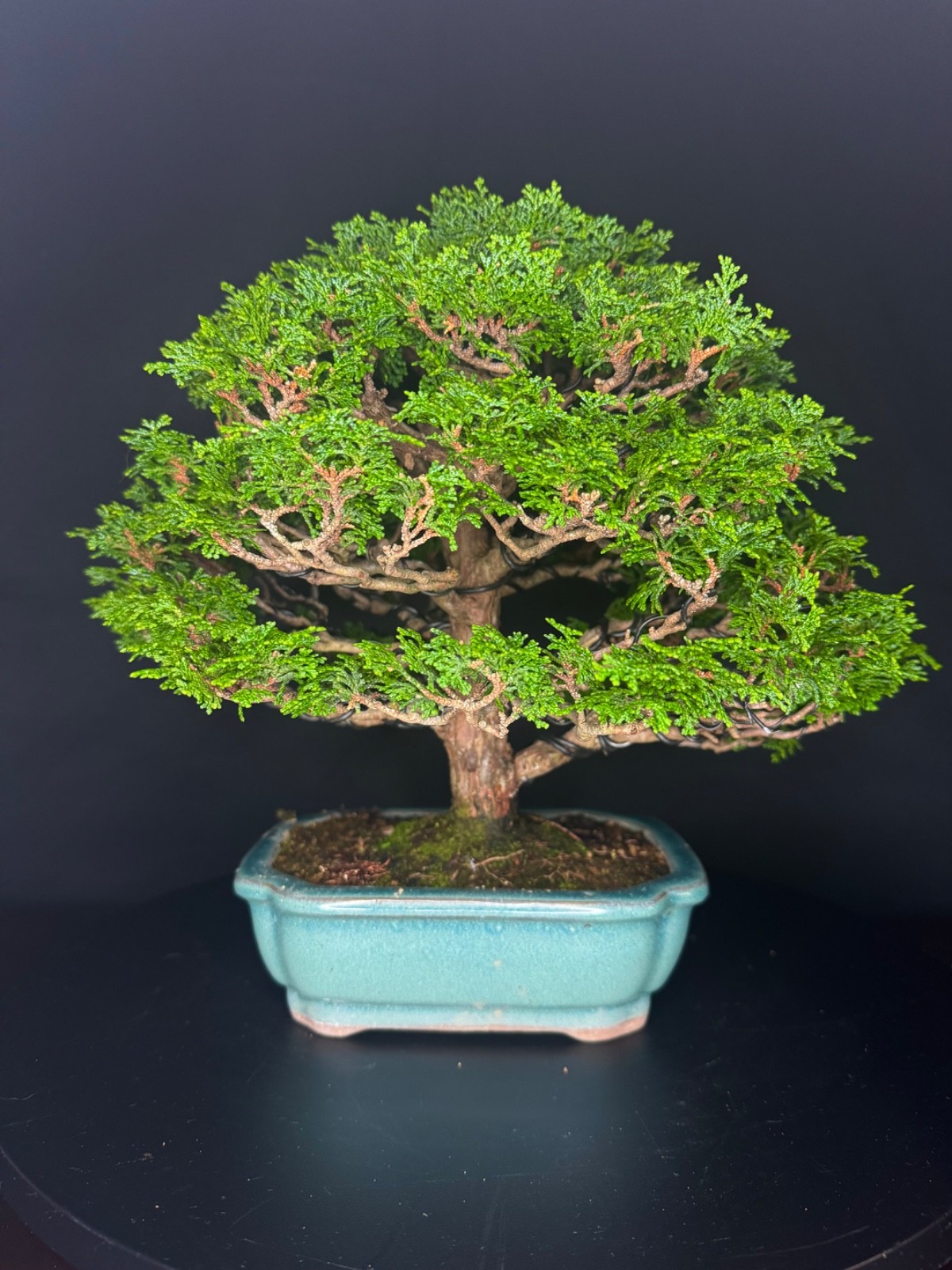 japanese hinoki bonsai tree