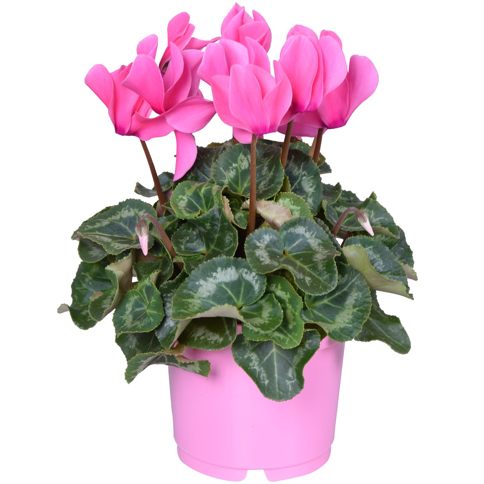 Gardeners Dream Pink Cyclamen - Image 2