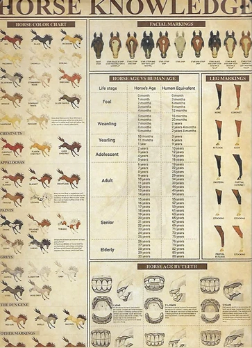 HORSE KNOWLEDGE Color/Face & Leg Markings..  - Tin Sign 12'' X 8'' FREE SHIPPING