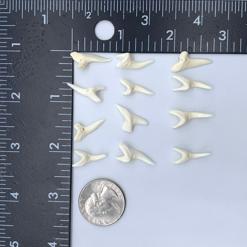 Mako Shark teeth real natural for making jewelry 0.75" in 120 pieces - Picture 7 of 12