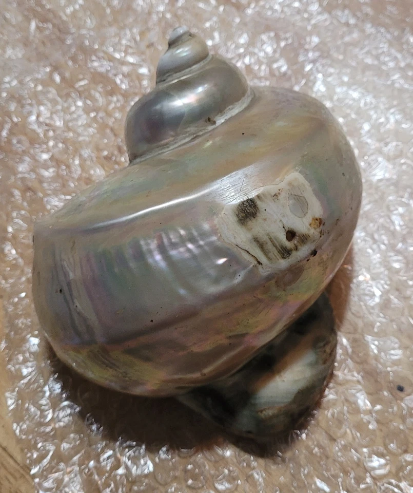 Grande De Colección Raro Perla Turbo Iridiscente Concha Marina Marmoratus 6” Madreperla Foto 2 de 4