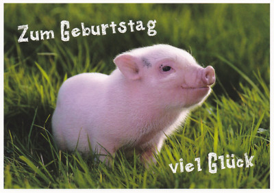 Ansichtskarte kleines Schweinchen wünscht Zum Geburtstag viel Glück
