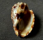 Harpa nobilis 52 mm GEM ,DARK-PURPLE color  thick ribs, WOW!!!