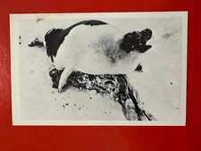 SEAL HUNT PROTEST POSTCARD Vintage 1970s Canadian - Bludgeoned Baby Seal