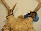 Whitetail Deer Antlers,  Deer Tag on Horn,  12 Inches Tall, 11 Inchs Wide, A — photo 4